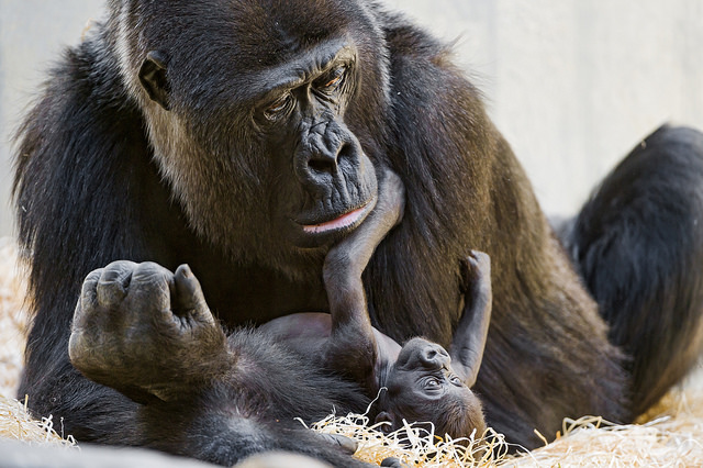 A baby gorilla lays on the ground, cradled in its mother’s arms.