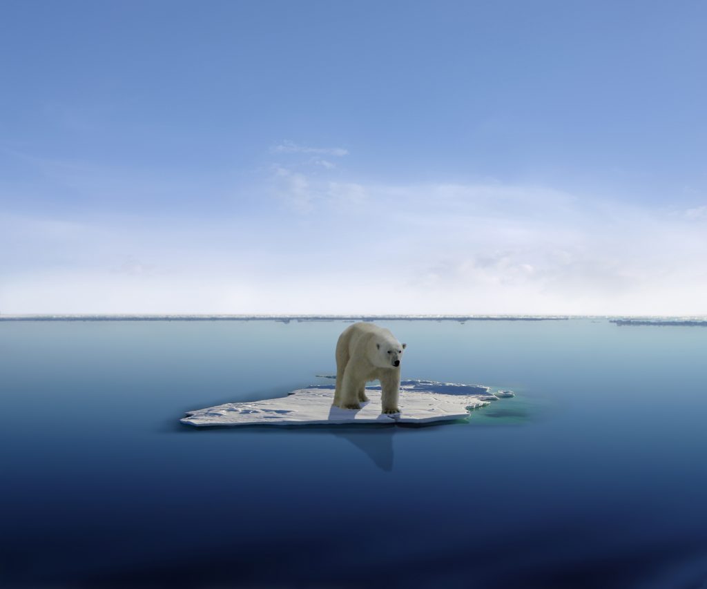 A polar bear standing on a chunk of floating ice.