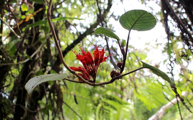 A bright red flower grows out of a small branch somewhere in the rainforest of Borneo.