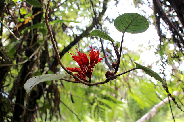 A bright red flower grows out of a small branch somewhere in the rainforest of Borneo.