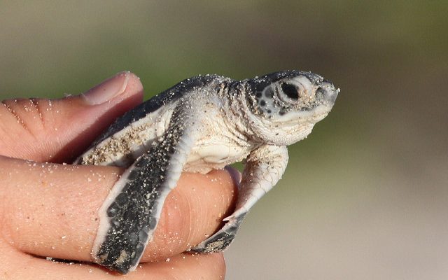 A sea turtle hatchling is held gently between a person’s thumb and fingers.