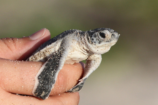 A sea turtle hatchling is held gently between a person’s thumb and fingers.